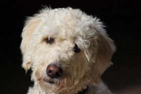 Contact Positively Responsible Animal Services